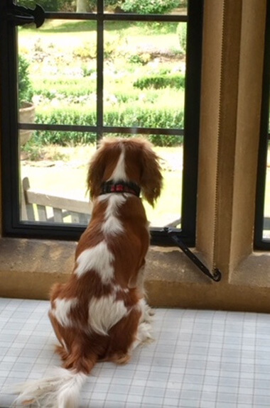 Dog looking out of a window